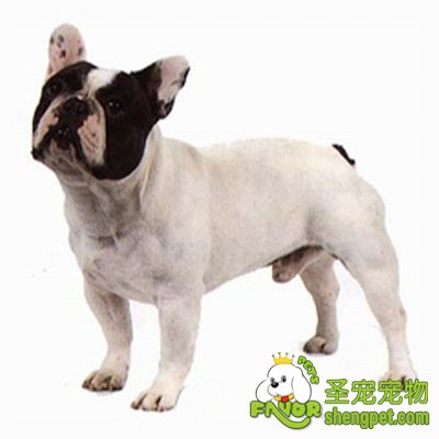 有哪些狗狗不适宜家庭繁殖