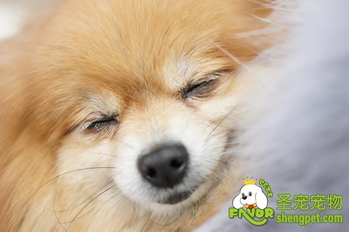 注意留心狗狗的小脚丫