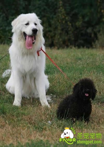 狗犬蛔虫病 诊断、防治