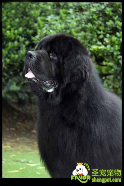 狗狗犬球虫病诊断、防治