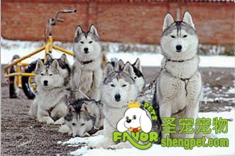 做好母犬接产的准备工作