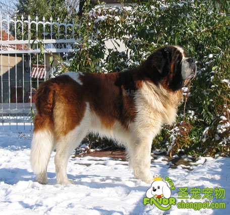 狗狗的生育问题