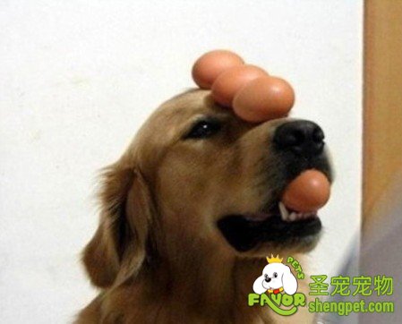 警惕犬体内寄生虫