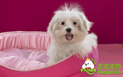 犬阿米巴病的病因和治疗方法