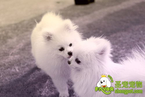 犬巴贝斯虫病的诊断及治疗