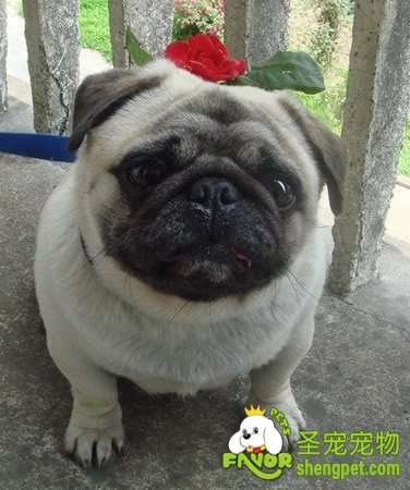 如何给胖狗狗减肥