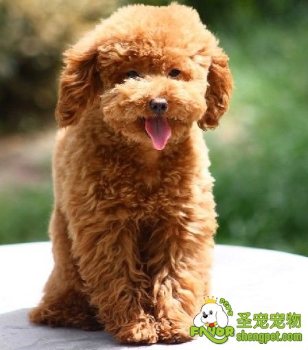 每天要细心观察狗狗的健康状况