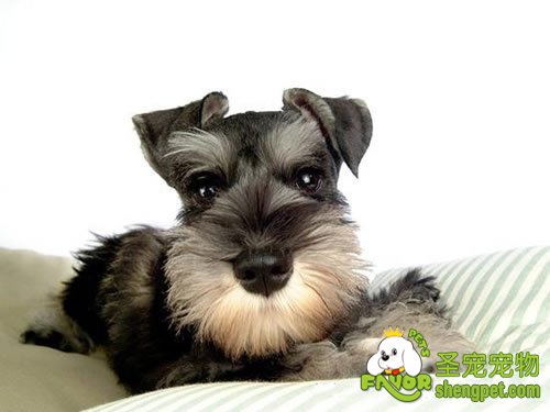 犬肺吸虫病和犬肝吸虫病的防治