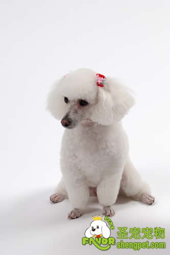 犬黑热病的诊断和防治措施