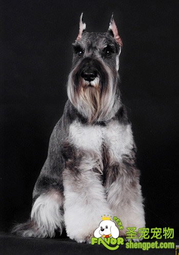 犬蛔虫病的表现和预防措施