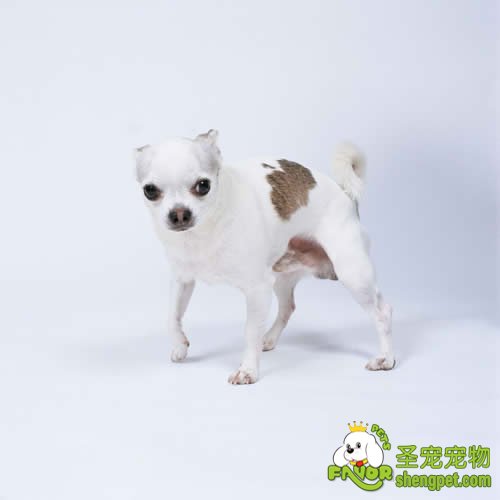 狗狗螨病的诊断和治疗