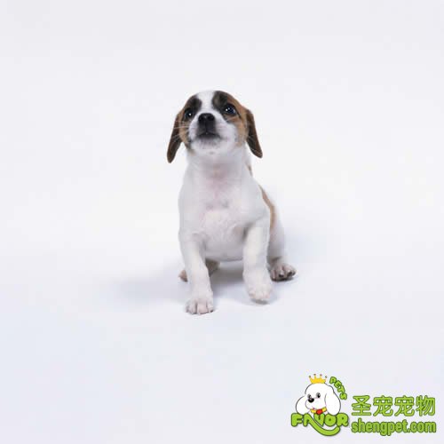 狗的繁殖及传宗接代的本能