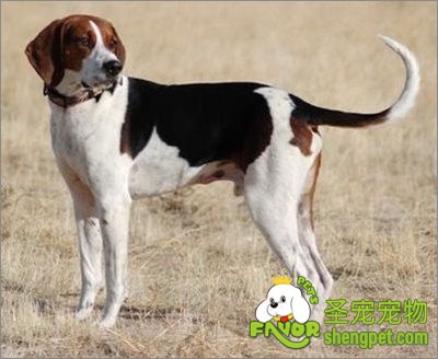 猎犬的选择方法