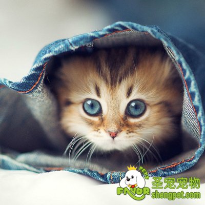 入冬宠物们很容易生病