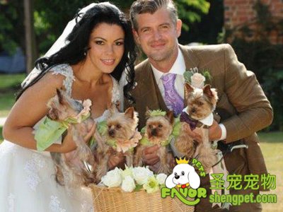 狗狗常用生理保健时间