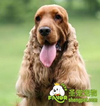 如何给狗狗驱虫