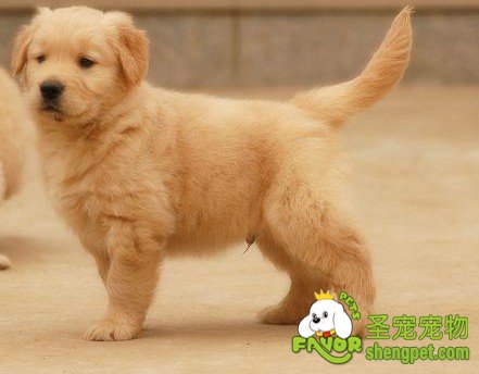 哪些犬不宜家庭繁殖