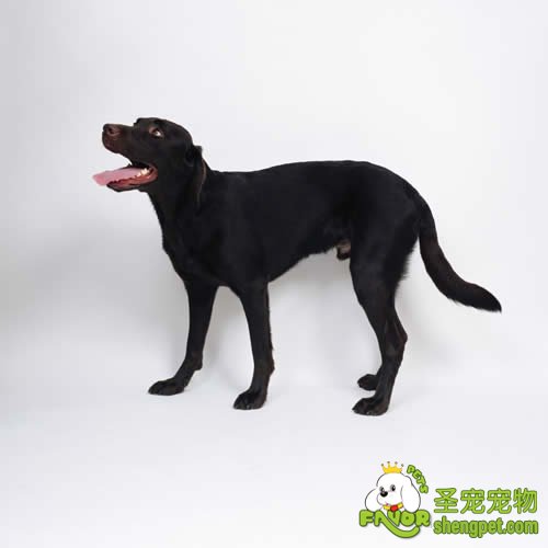 跳蚤容易被感染注意驱除