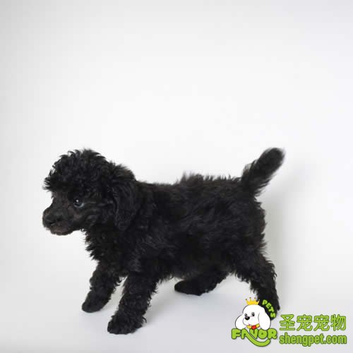 什么是犬放线菌病