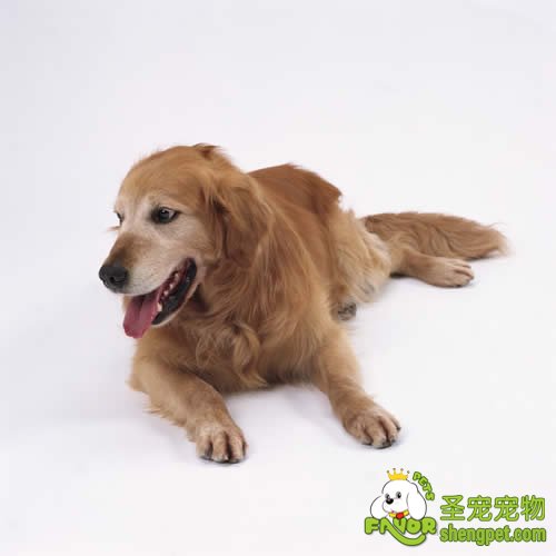 丝心虫病的症状及预防方法