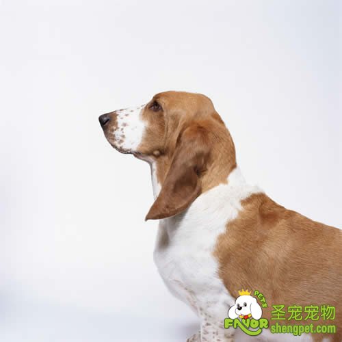 狗狗什么时候最适合繁育