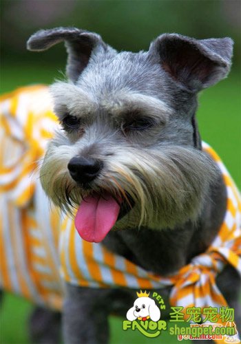 让爱犬数字化生存