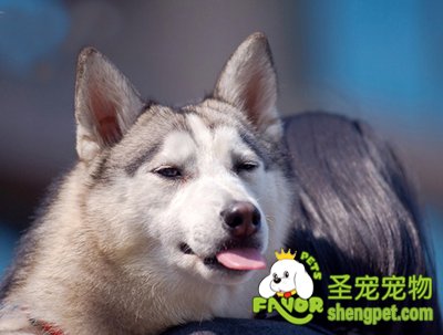 如何训练狗狗告知主人有电话打来