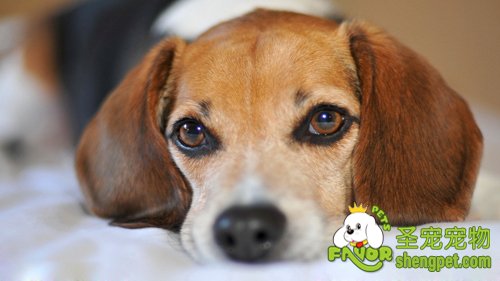 各种狗狗容易得的遗传病