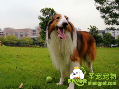 苏格兰牧羊犬