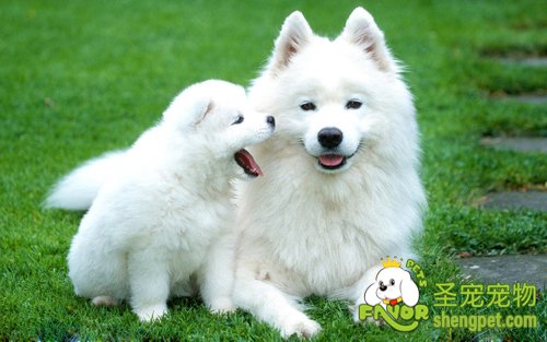 狗狗溶血性贫血疾病附红细胞小体病