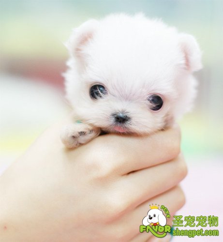 狗扁桃腺炎的症状及治疗方法