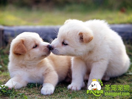 狗狗的肠便秘的诊断和治疗方法