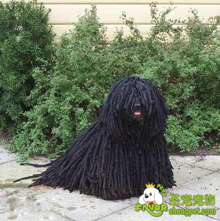 如何辨别波利犬