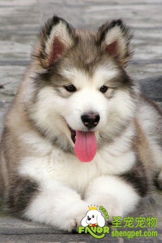 如何保护犬的牙齿