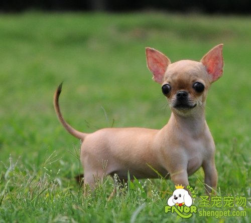 如何给爱犬修毛削甲