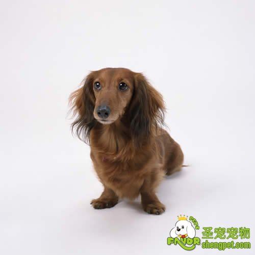 如何消除狗狗的孤单寂寞