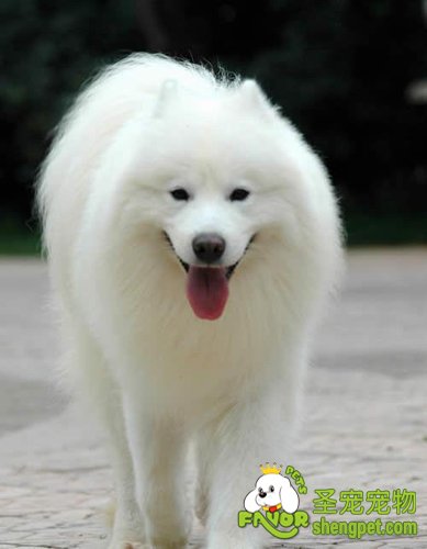 狗狗身上掉的毛该如何清洗