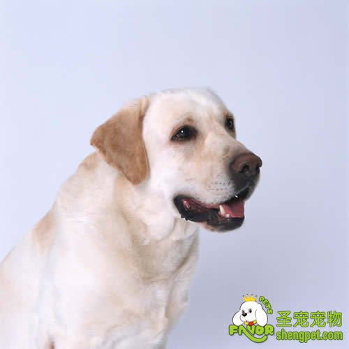 狗狗打架该如何处理