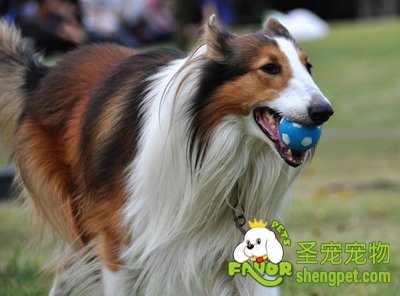 苏格兰牧羊犬