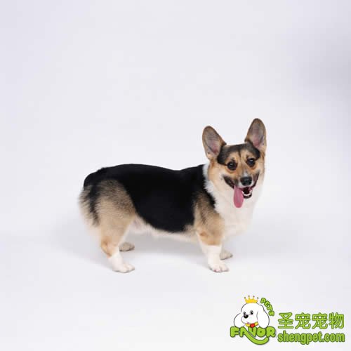 如何让幼犬适应新环境