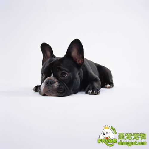 狗狗肺炎的诊断和治疗方法