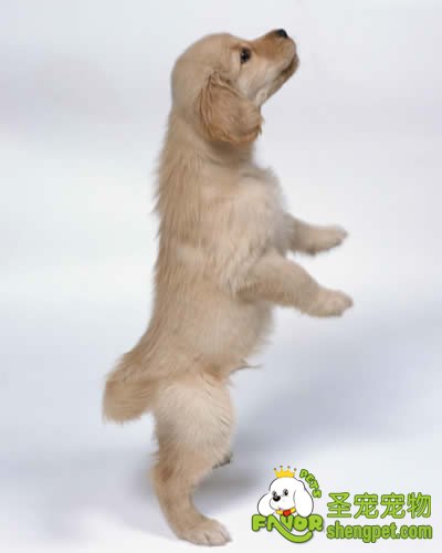 怎么挑选聪明容易训练的狗狗