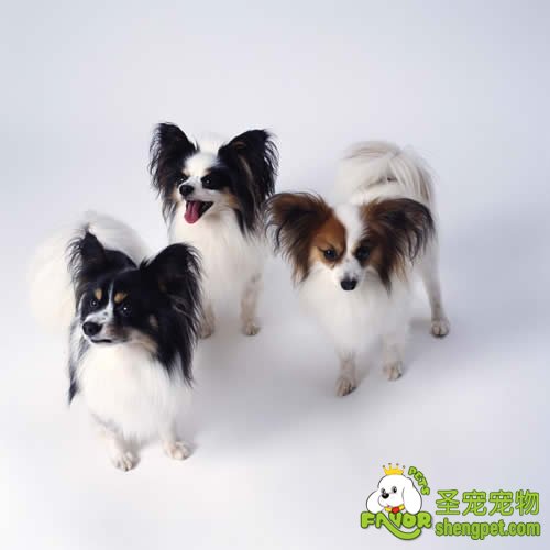 狗狗布鲁氏菌病诊断和防治方法