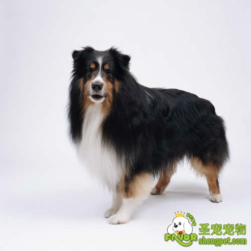 几点让你的母犬去繁殖的正当理由