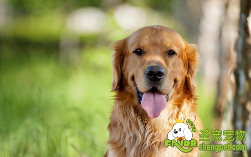 如何判断母犬怀孕