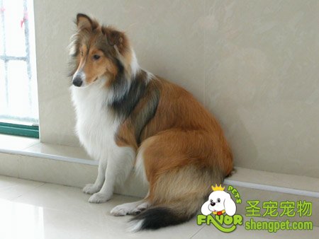 配种前种母狗的饲养与管理方法