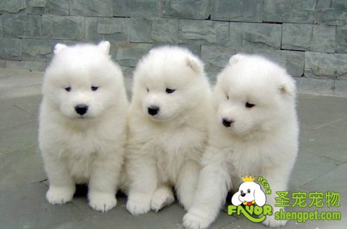 萨摩耶犬的性格都表现在哪些方面