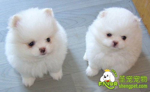 上班族怎样养好宠物狗