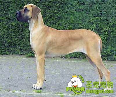 注意狗狗的性卫生