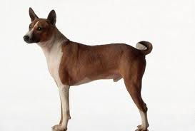 如何选购贝吉生犬